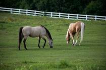 Product Five - Horses