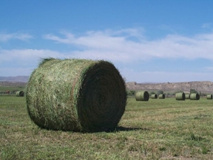 Round Bales of Alfalfa
