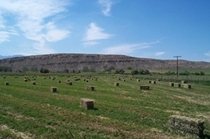 Western Alfalfa